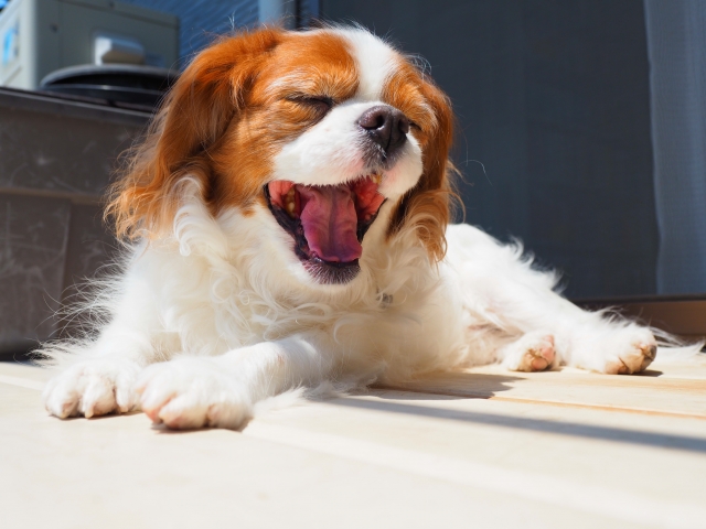 犬の抜け毛がひどい 毛が抜ける原因と5つの対策を紹介します 犬の抜け毛がひどい 毛が抜ける原因と5つの対策を紹介します