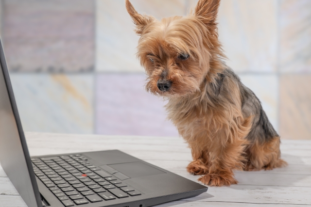 犬のしつけや芸の教え方 犬のしつけや芸の教え方