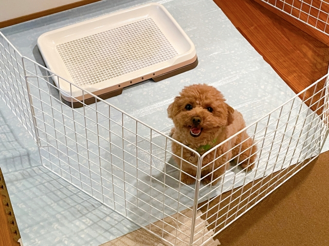 トイレシートの前にいる犬のイメージ