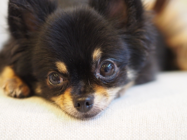 安らかに見つめるシニア犬 of のイメージ